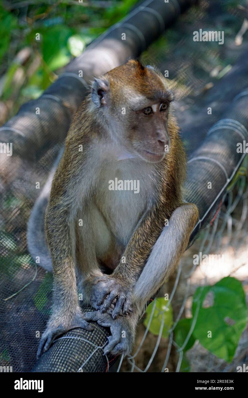 macaque monkeys ion cebu island at the philippines Stock Photo Alamy