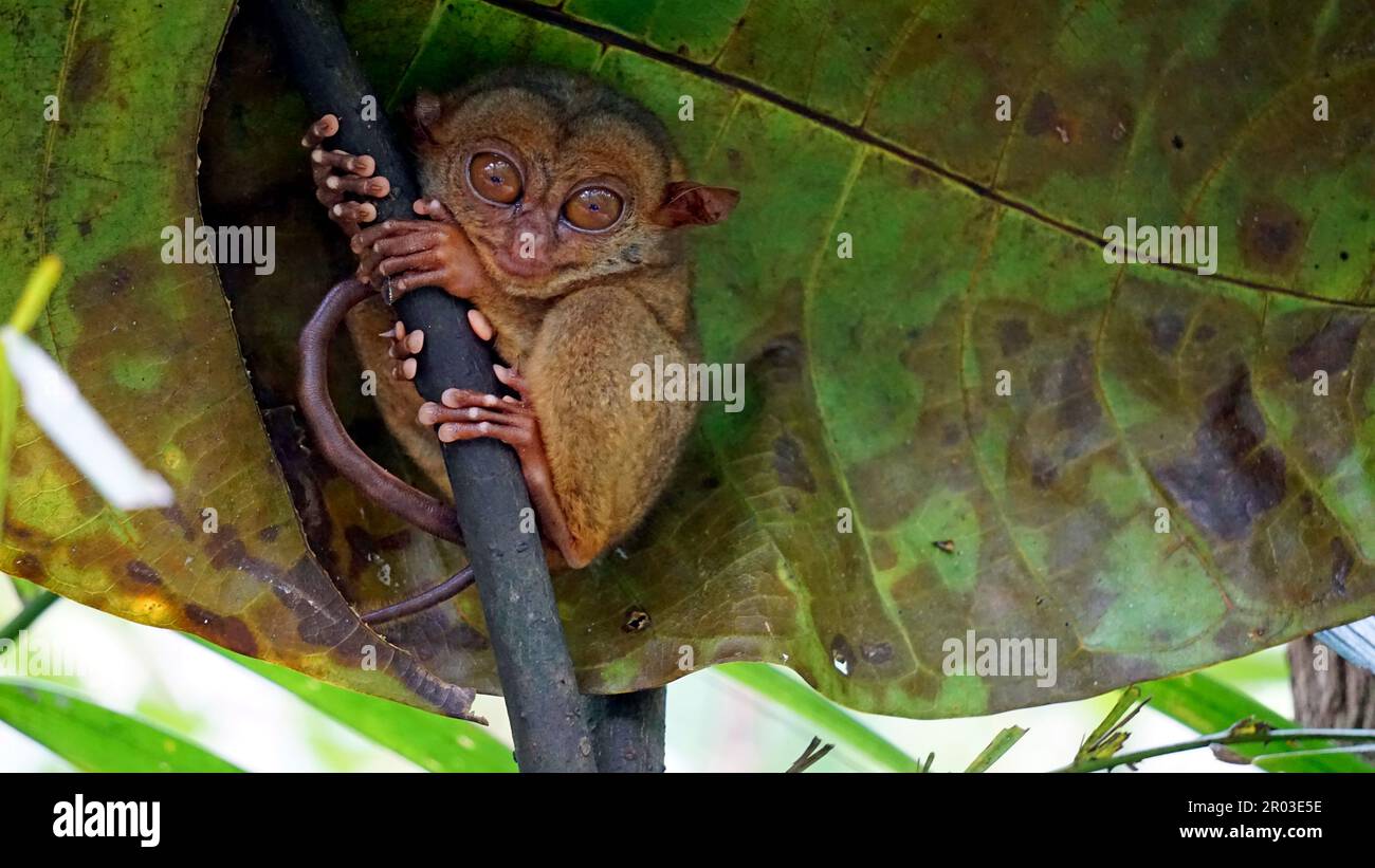 Portrait of Tarsier monkey (Tarsius Syrichta) on the tree at bohol ...