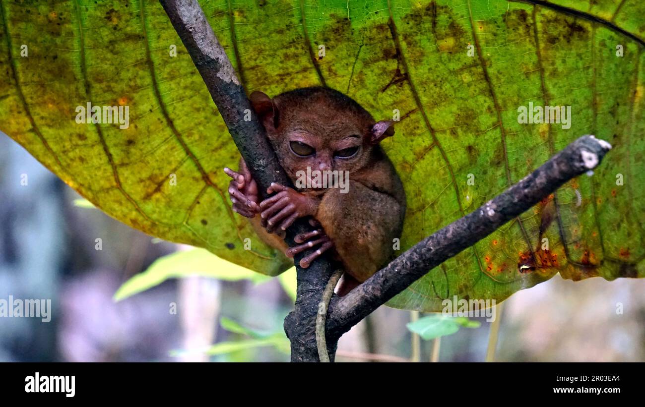 Portrait of Tarsier monkey (Tarsius Syrichta) on the tree at bohol ...
