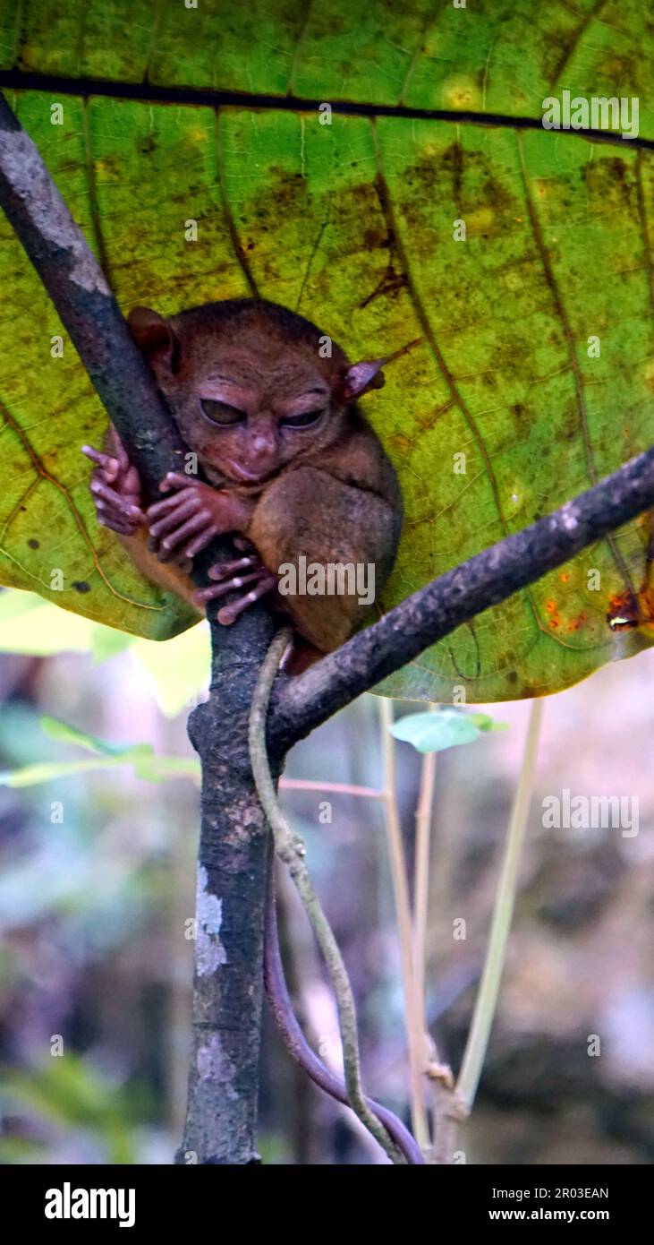 Portrait of Tarsier monkey (Tarsius Syrichta) on the tree at bohol ...