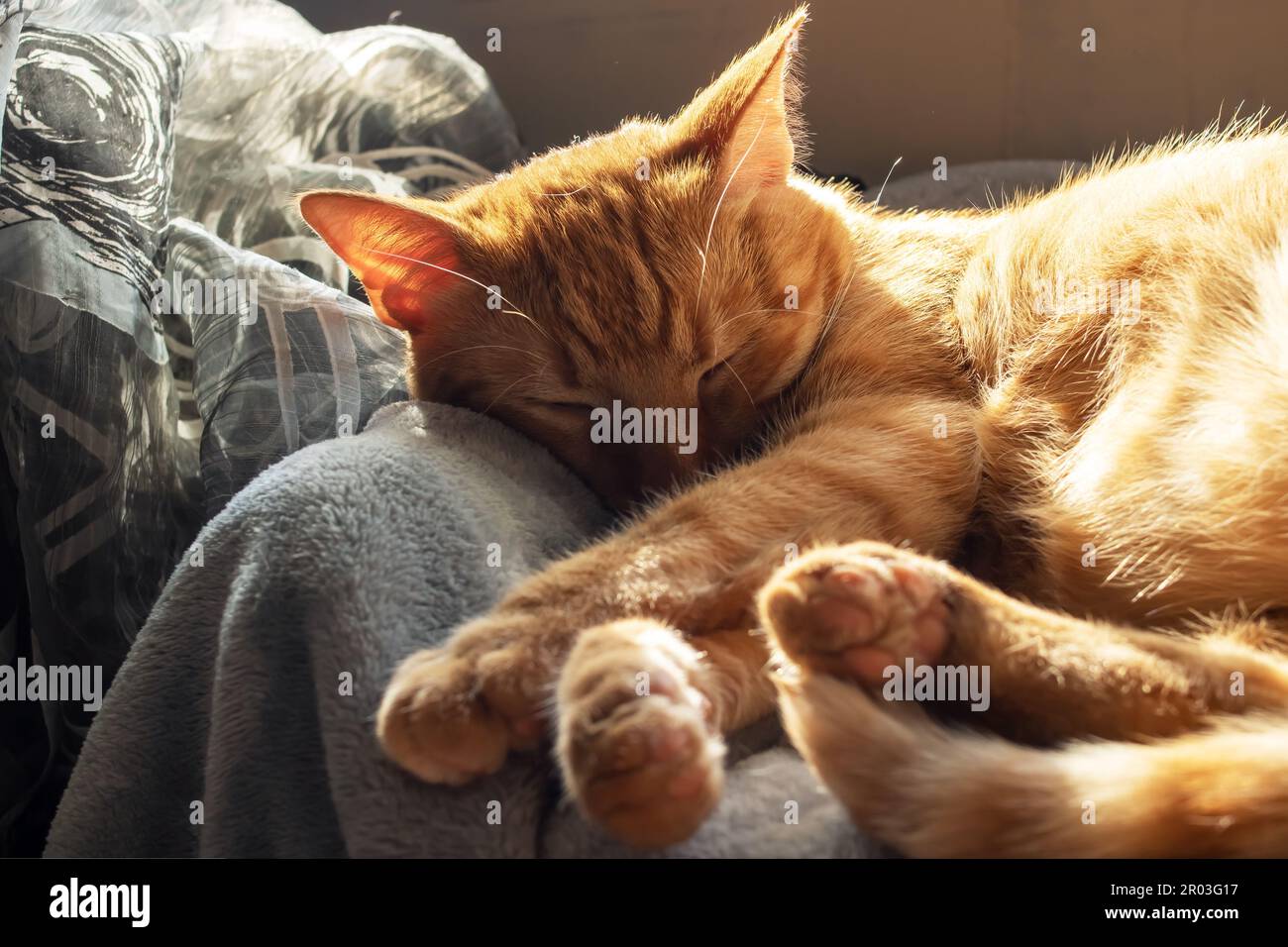 Cute ginger cat sleeping on a blanket in sunlight close up Stock Photo ...