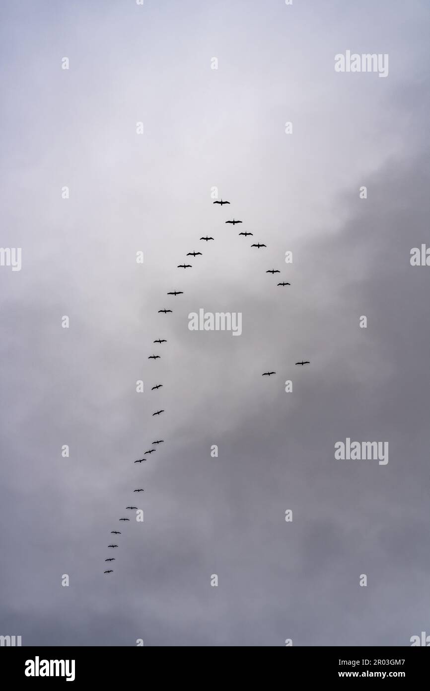 A flock of birds flying in the cloudy sky Stock Photo - Alamy