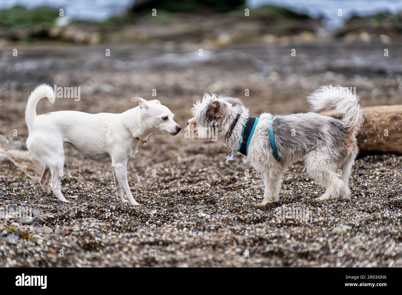 The two dogs meeting for the first time at Arroyo Burro Beach Stock