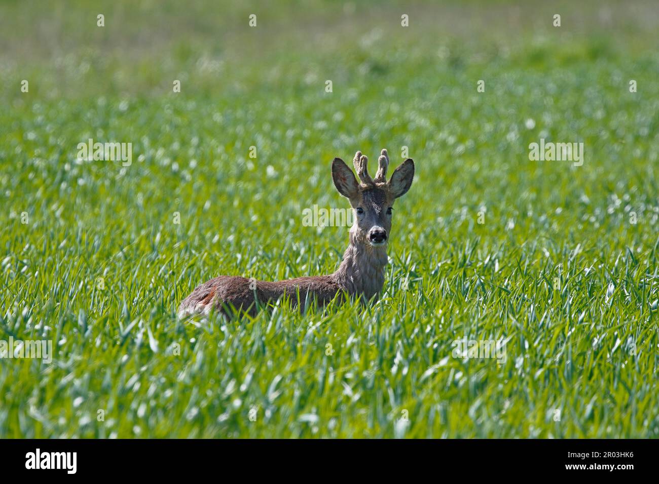A wild roebuck stands in the green cornfield and looks curiously at the surroundings. Stock Photo