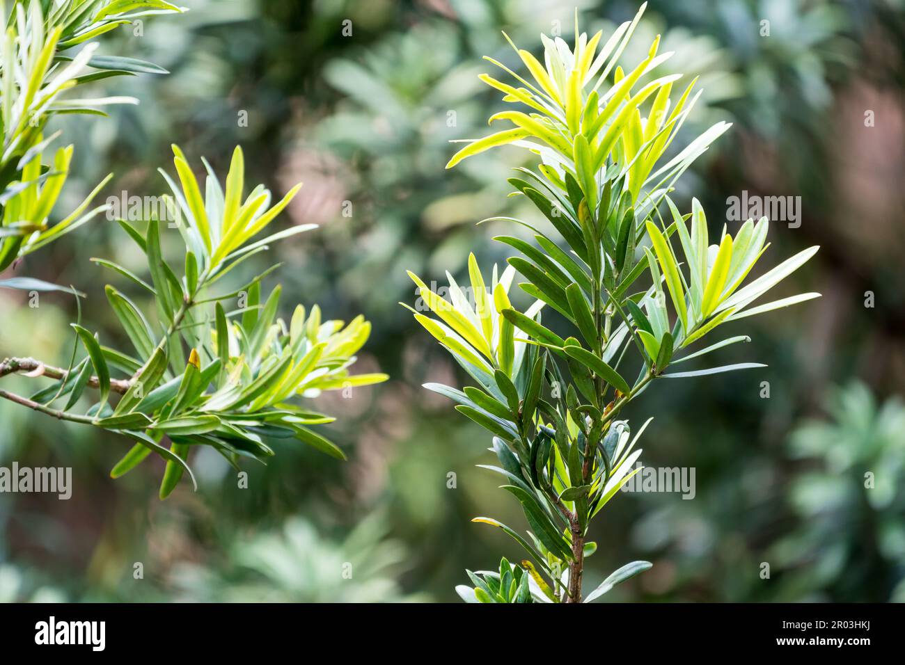 Podocarpus latifolius or Drakensberg Yellowwood young leaves closeup as abstract nature background or concept gardening and horticulture South Africa Stock Photo