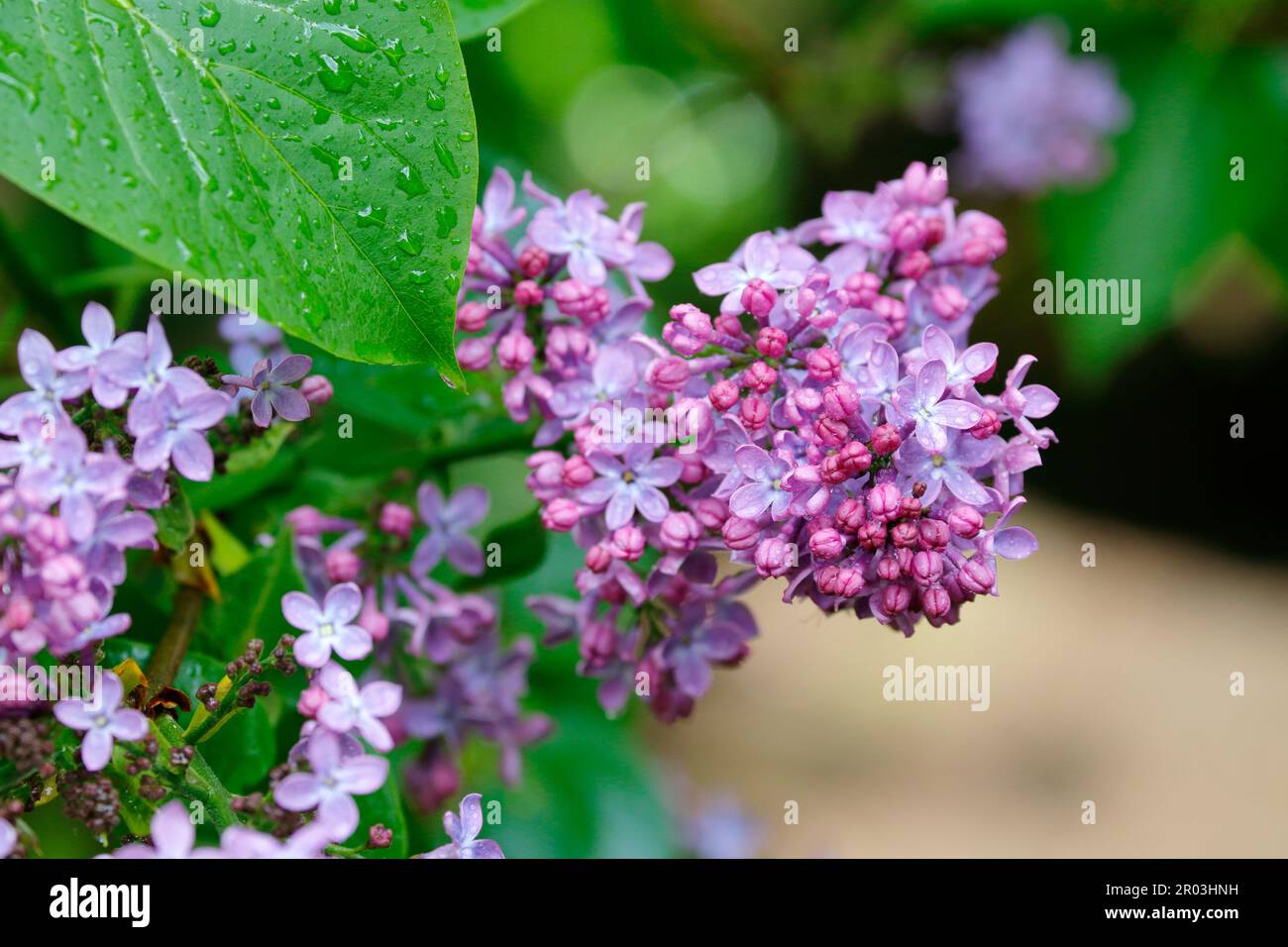 A branch of a lilac bush with purple flowers Stock Photo