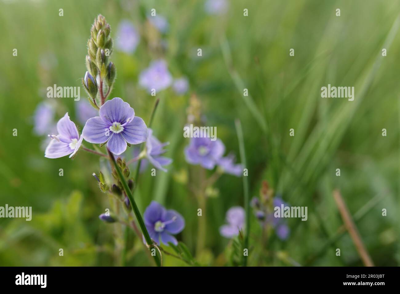Natural closeup on the bright blue flowers of the germander speedwell ...