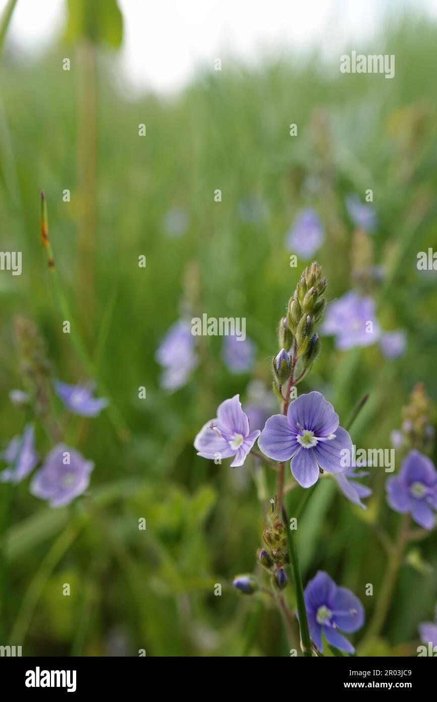 Natural closeup on the bright blue flowers of the germander speedwell ...