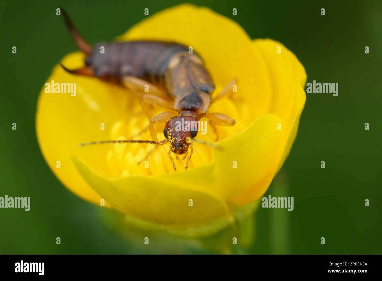 Common earwig european earwig forficula hi-res stock photography and ...