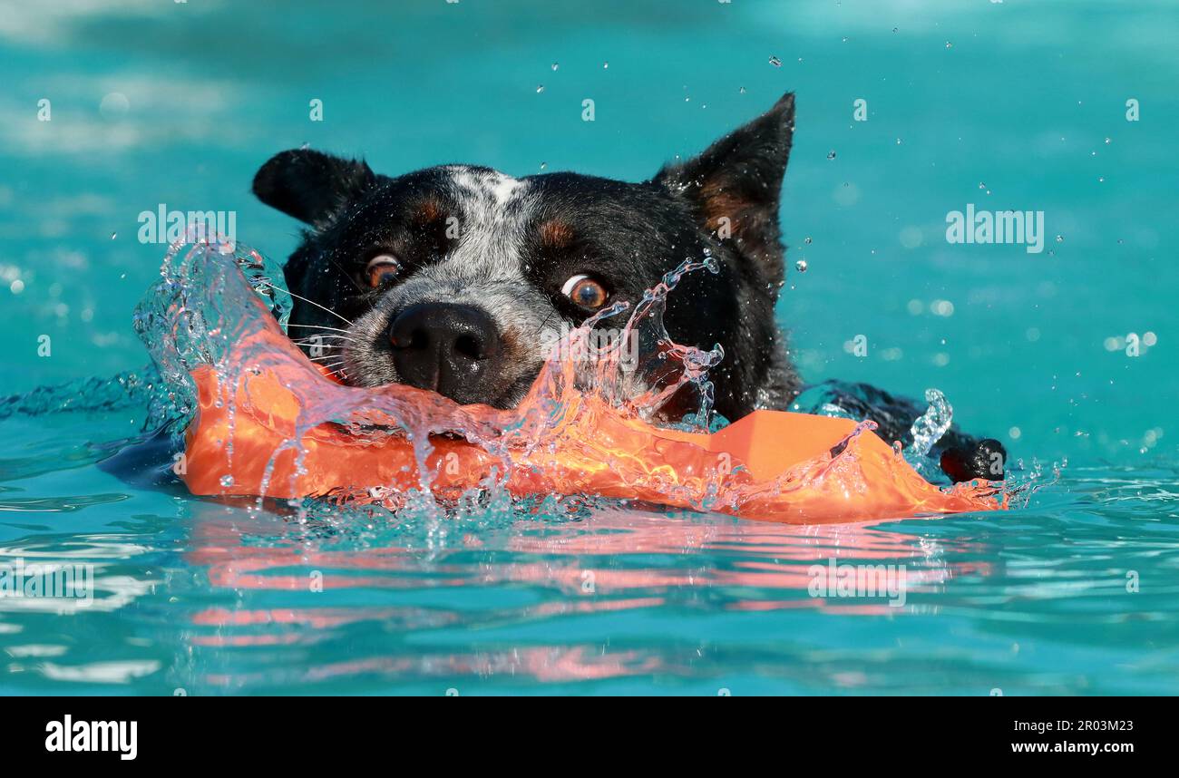 Goldston north carolina usa 6th may 2023 an american cattle dog