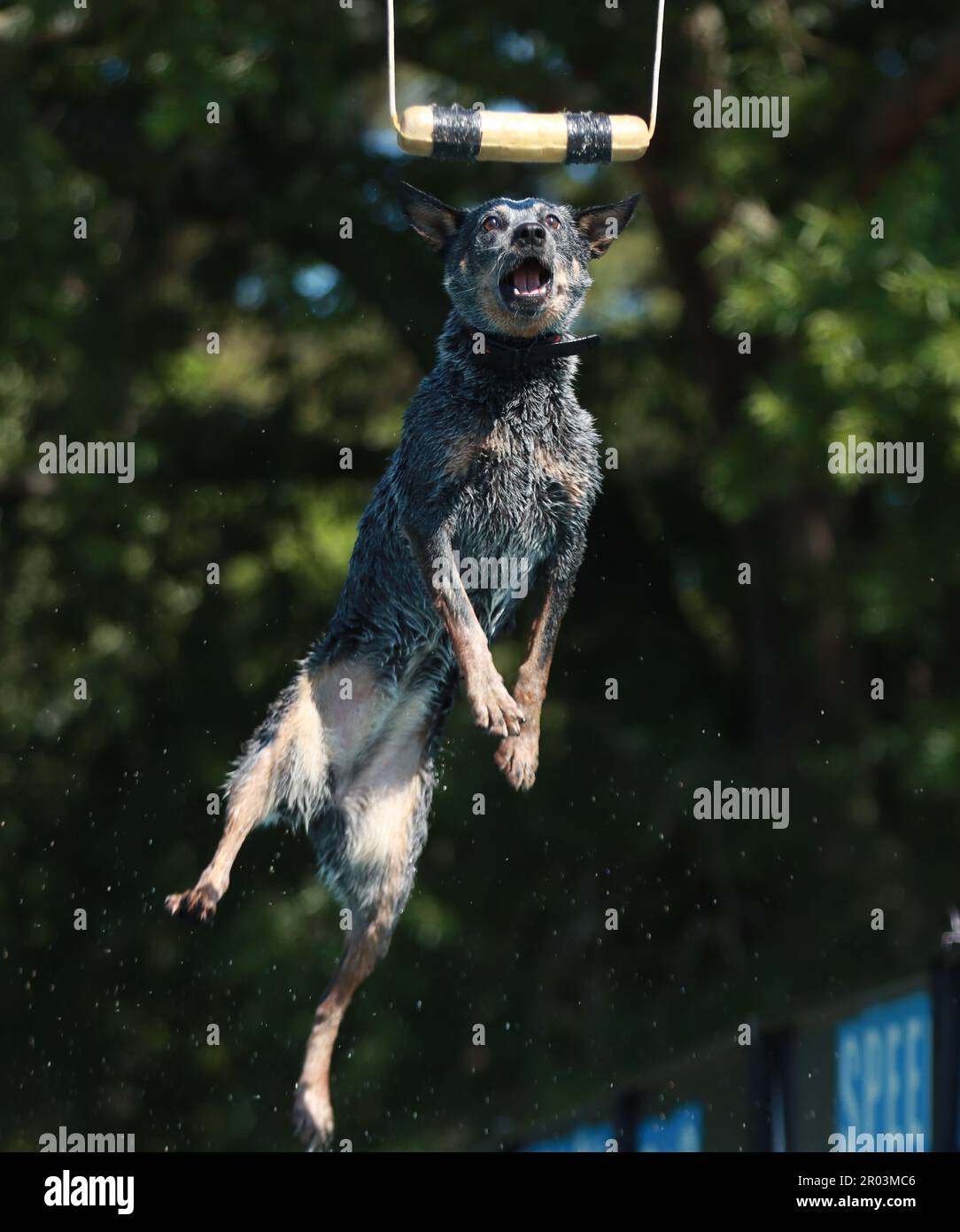 Goldston, North Carolina, USA. 6th May, 2023. American Cattle Dog, ROO ...