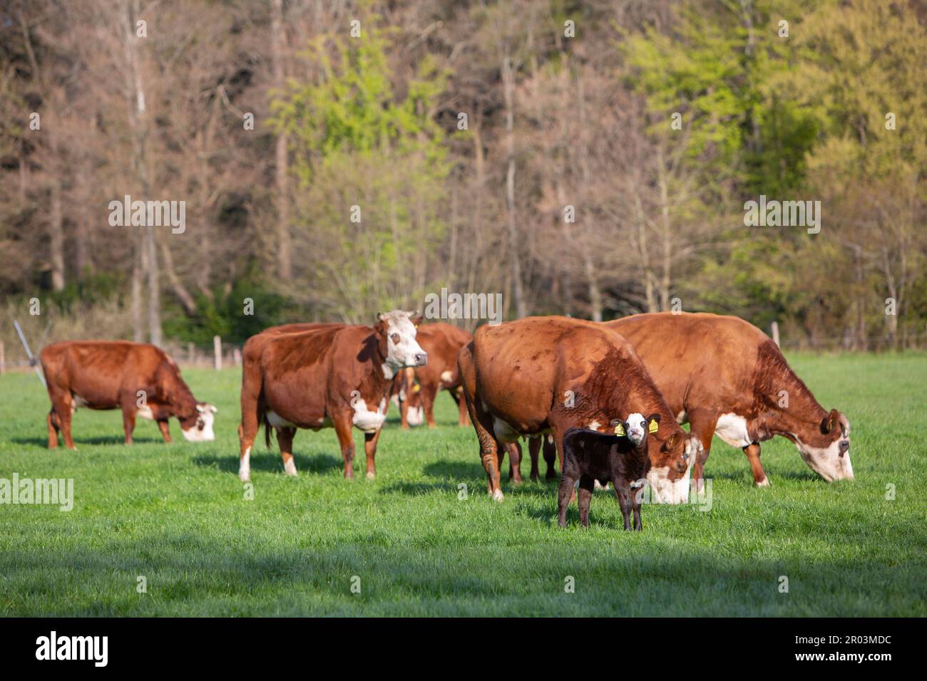 newborn calf in meadow with cows in the background on spring day in ...