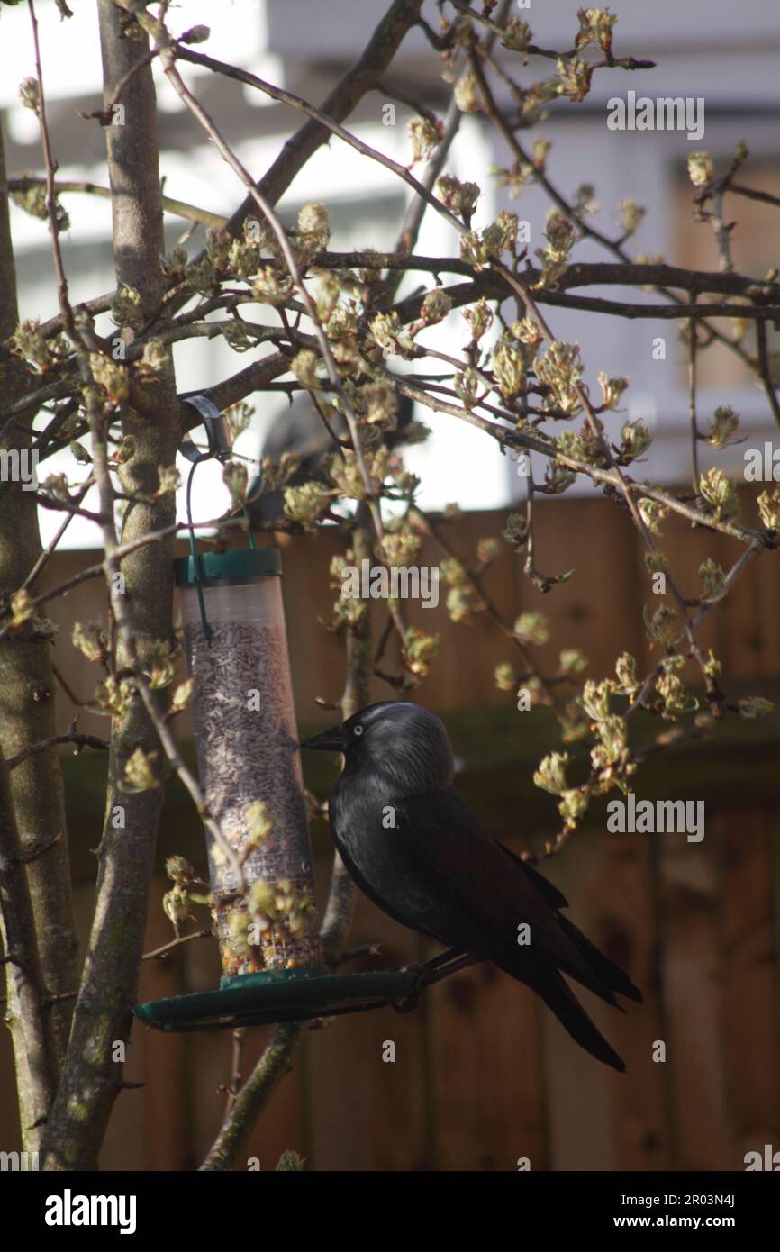 Jackdaw  ( Coloeus monedula) looking at Bird Feeder on a Pear Tree (Pirus) in the Cotswolds England uk Stock Photo