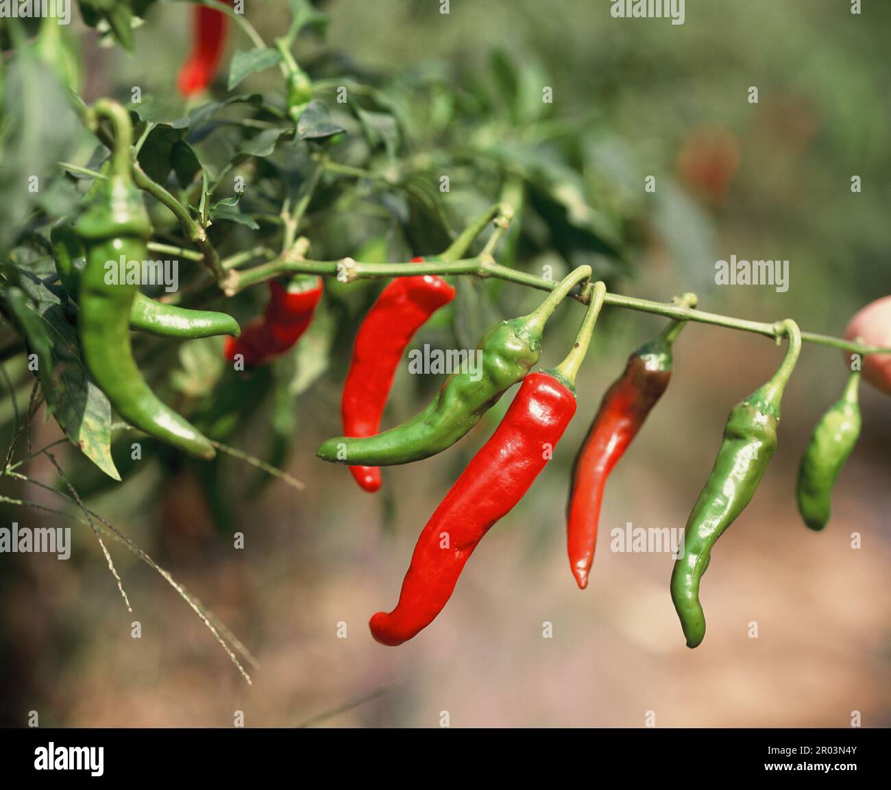 South Korea. Plants. Agriculture. Growing chili peppers. Stock Photo