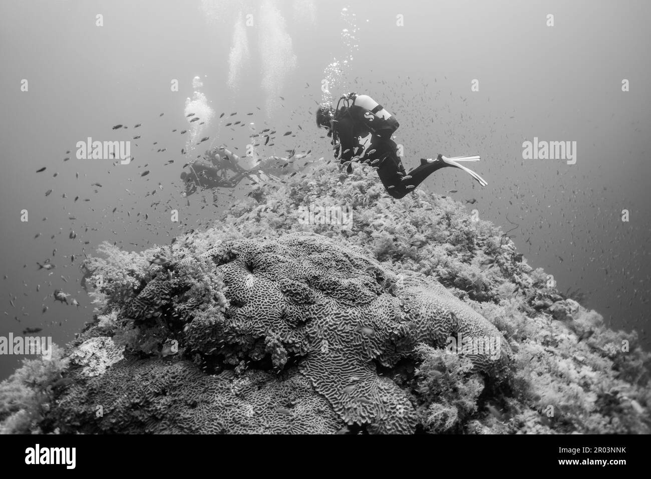 Elphinstone Reef Stock Photo