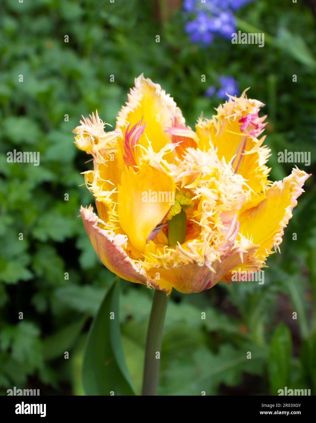 A beautiful yellow tulip with a red edge and fringe. A spring garden ...