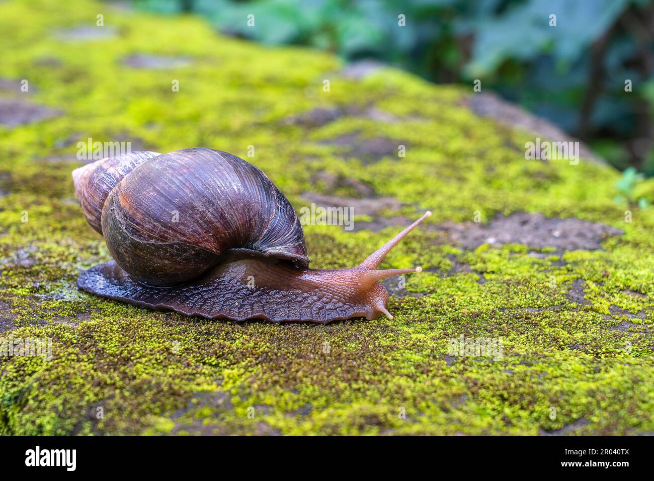 Big snail in shell crawling on moss, summer day in garden in Arusha, Tanzania, East Africa, close up Stock Photo