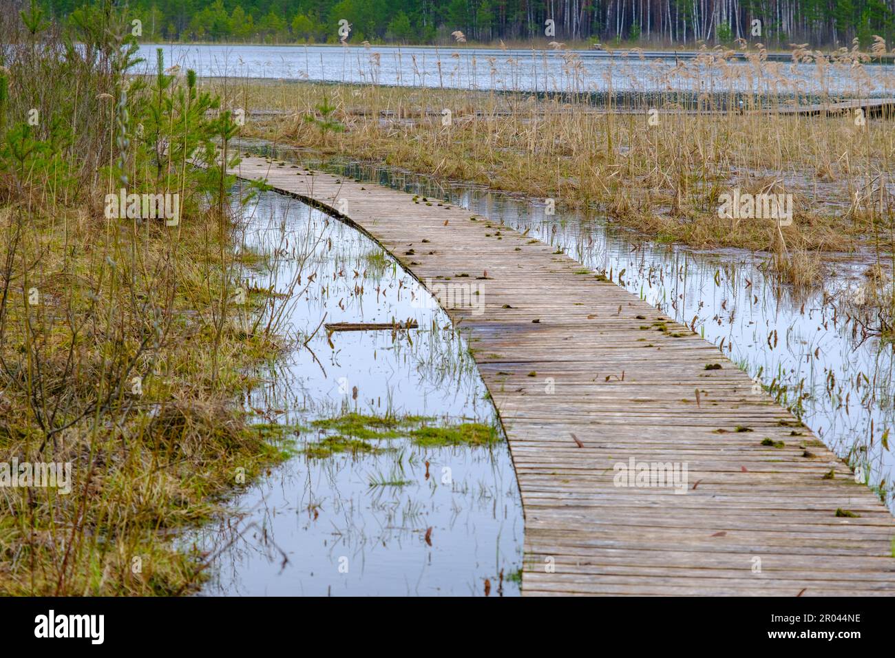 Wooden path along the shore of the lake, plank deck, modern landscape ...