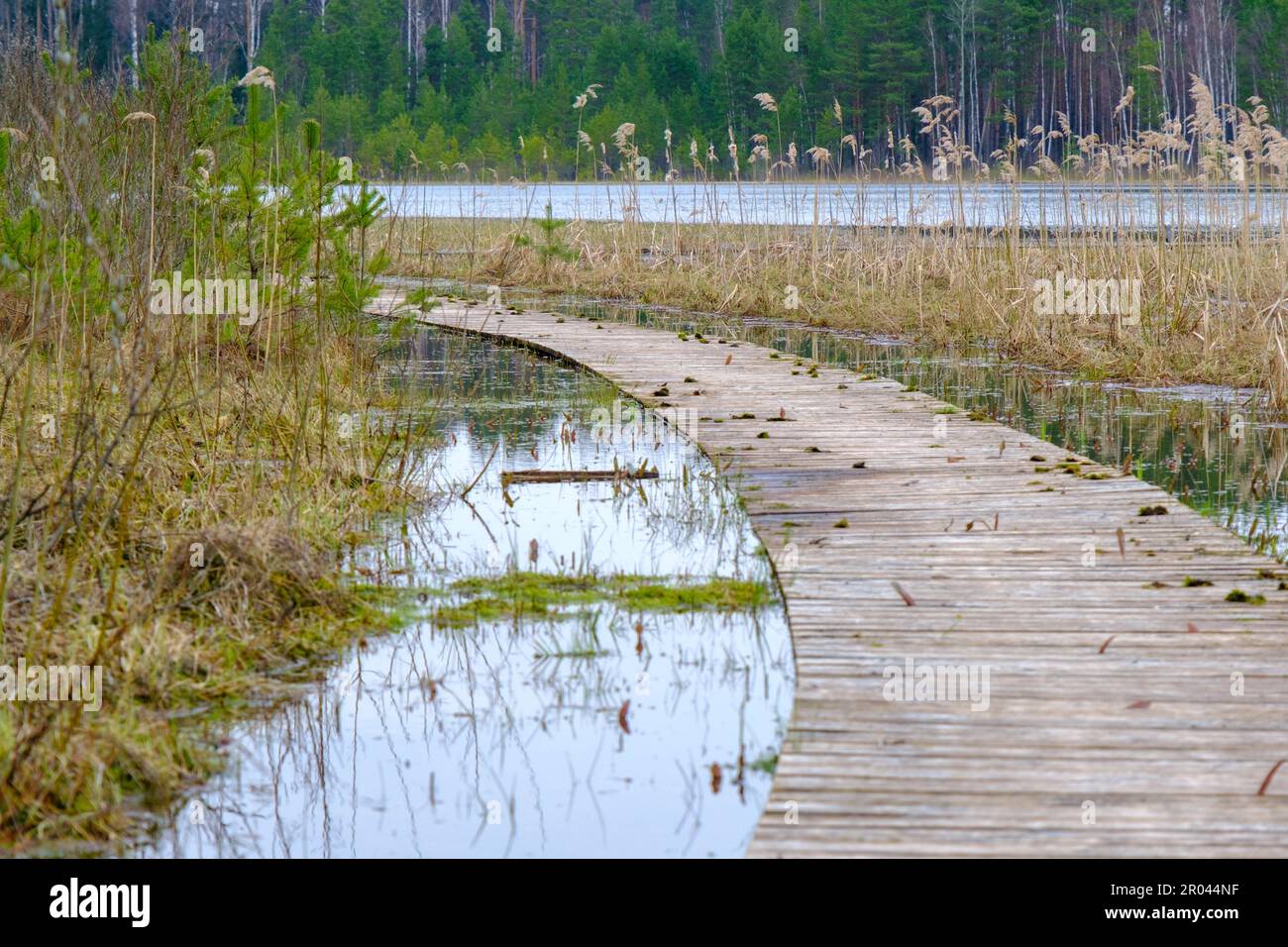 Wooden path along the shore of the lake, plank deck, modern landscape ...