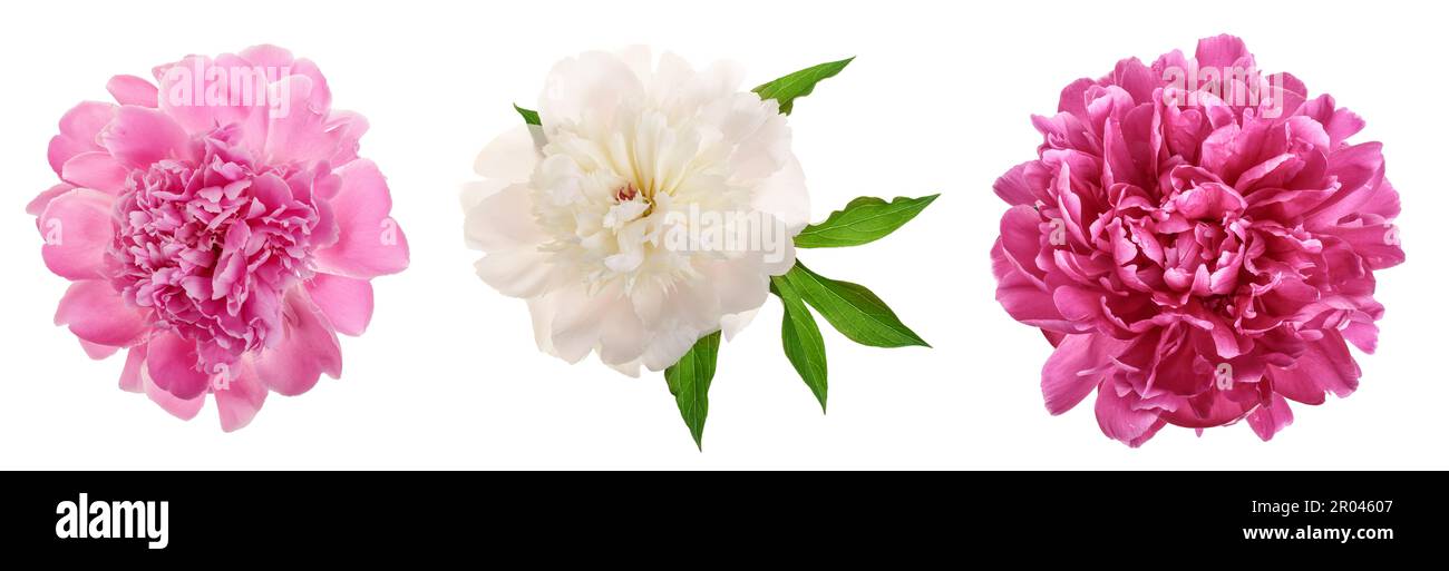 Two pink peony flower close up with green background hi-res stock ...