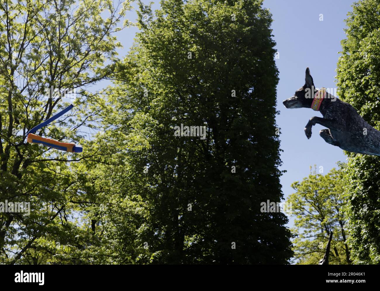New York, United States. 06th May, 2023. A dog leaps off of a platform into a pool of water when