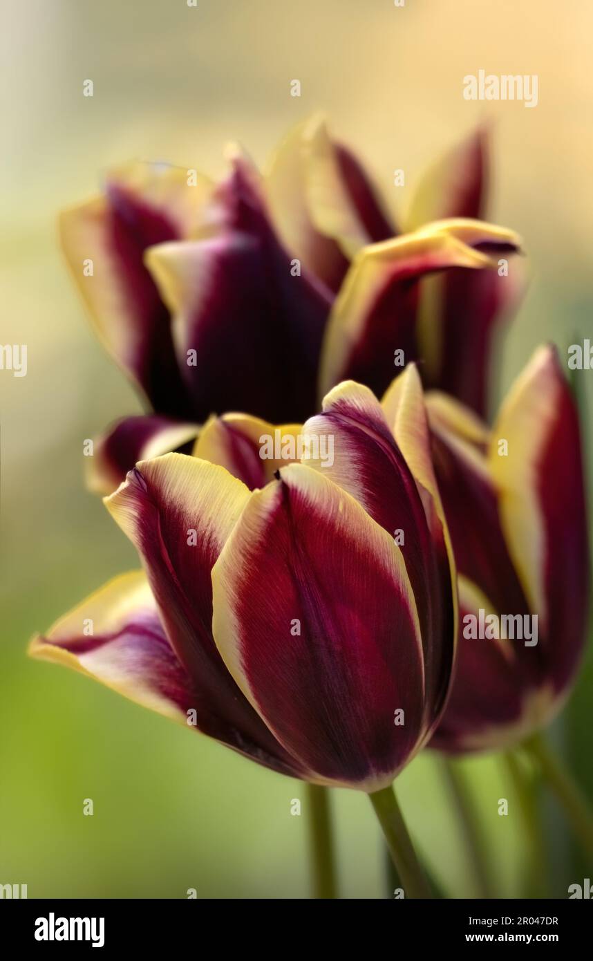 Closeup of sunlit flowers of Tulipa 'Gavota' in a garden in Spring Stock Photo