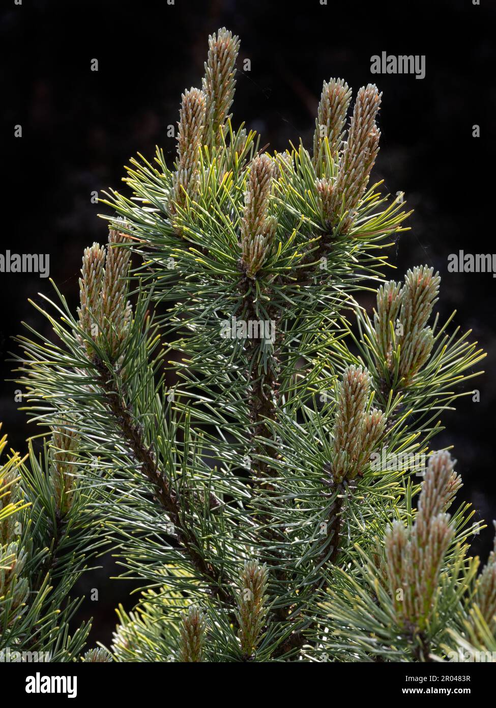 Closeup of Pinus mugo 'Ophir' in a garden against a dark background Stock Photo