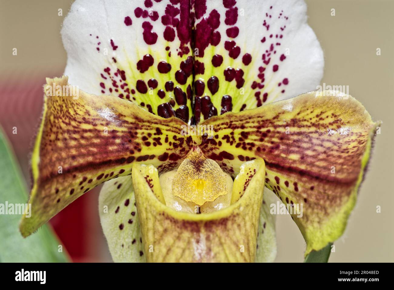 Close-up of an orchid flower Lady Slipper, Paphiopedilum. Macro shot Stock Photo