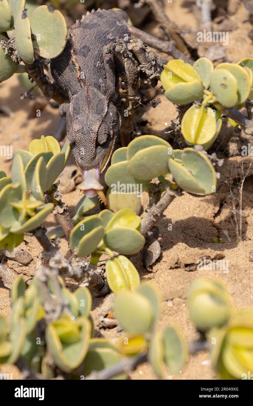 chameleon using its tongue for catching food in the Namib Desert Stock Photo