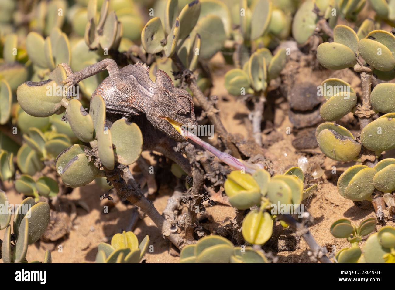 chameleon using its tongue for catching food in the Namib Desert Stock Photo