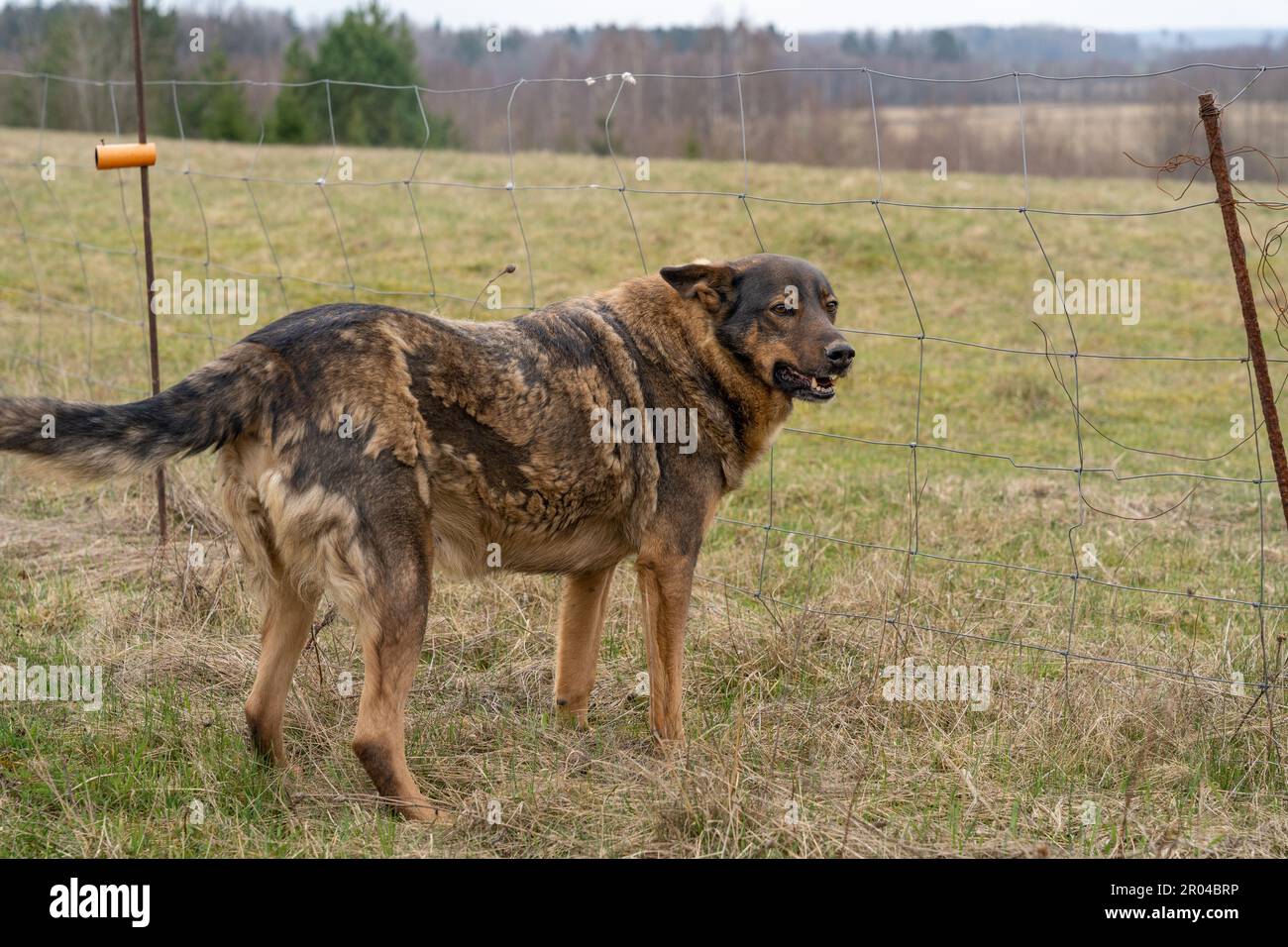 German Shepherd type a dog standing in front of sheep fence