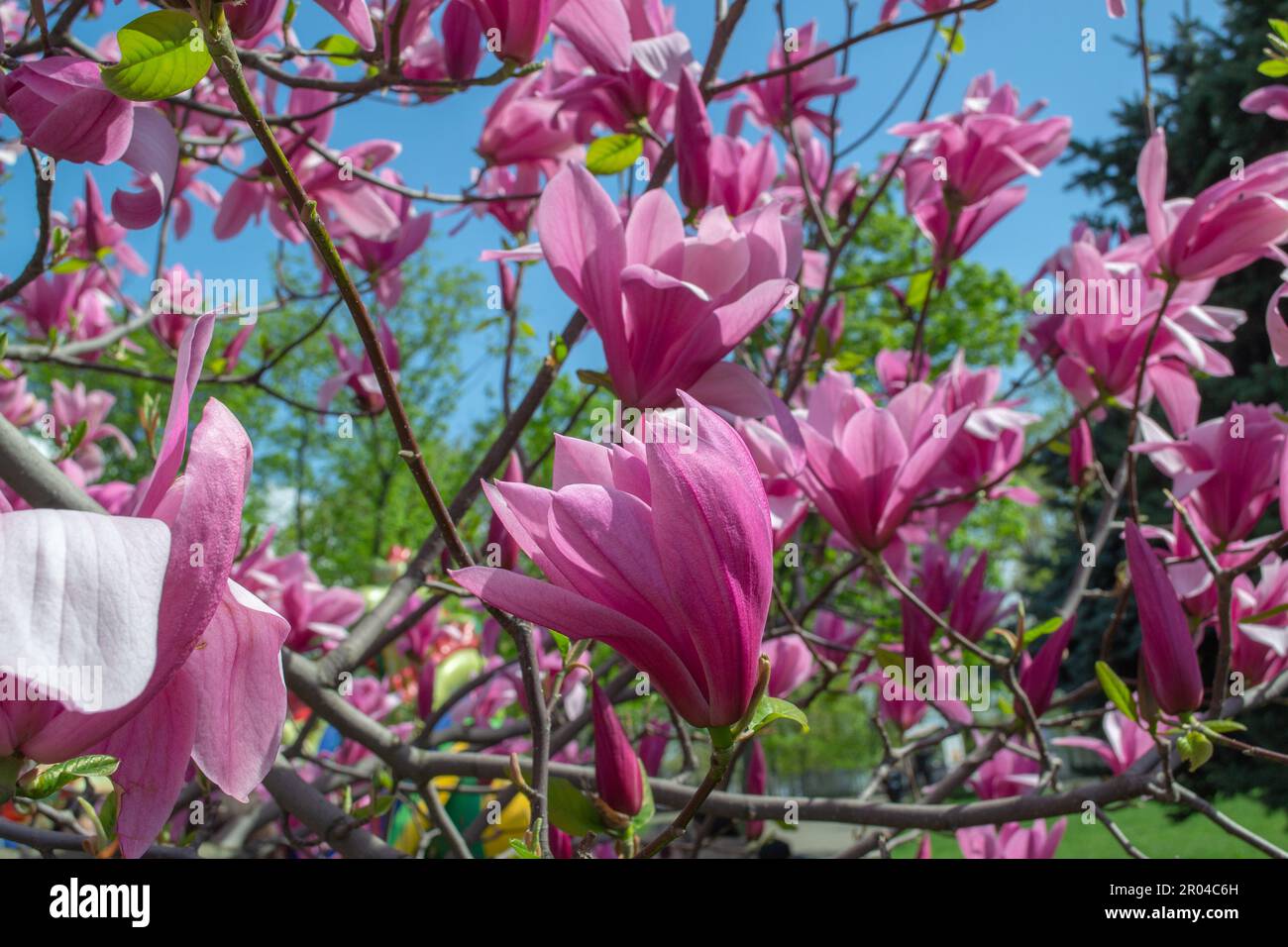 Magnolia soulangeana Flower on a twig blooming against clear blue sky at spring Stock Photo