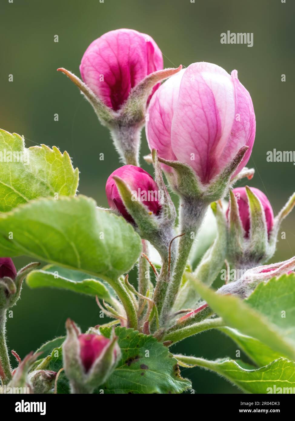 Closeup of beautiful apple-tree twig with bud Stock Photo