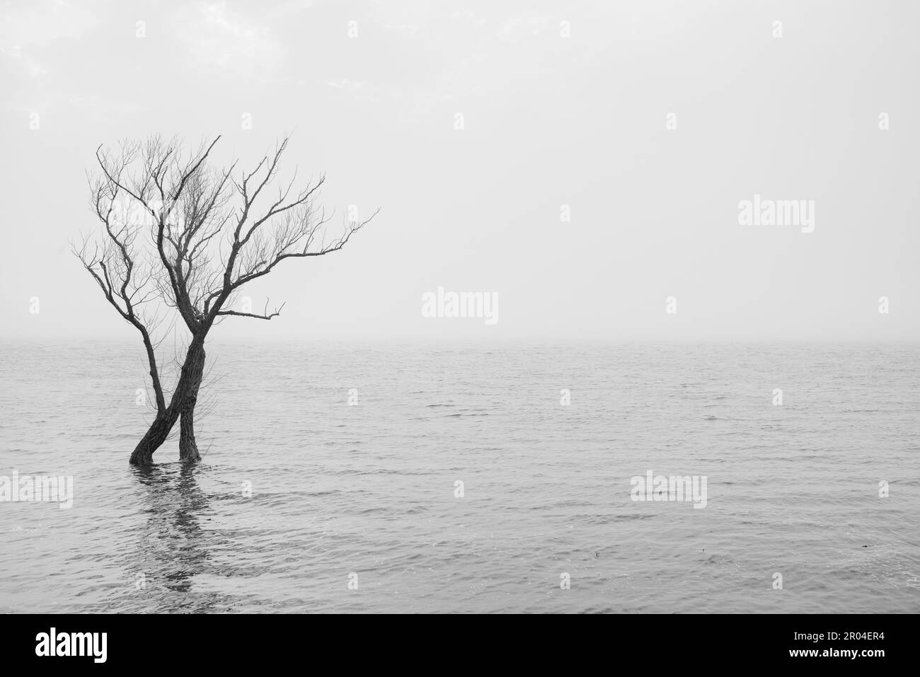 Lonely tree during the 2019 floods in Ottawa, Ontario, Canada Stock Photo