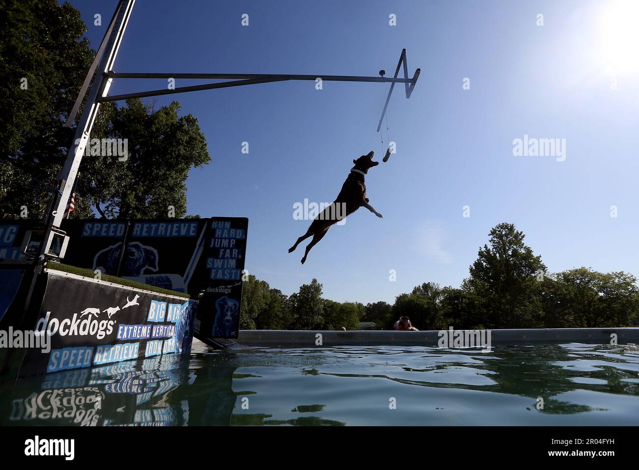 Dock diving equipment online