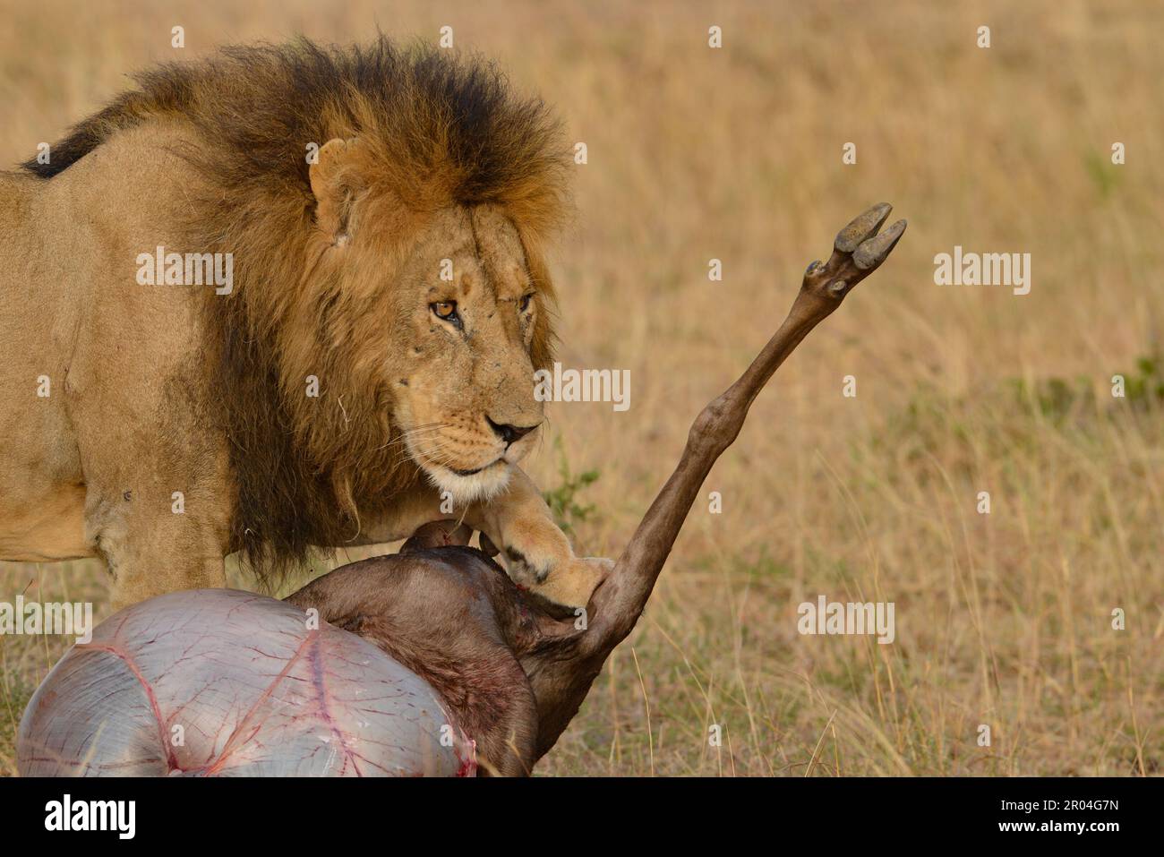 African Lions Kenya East Africa Stock Photo