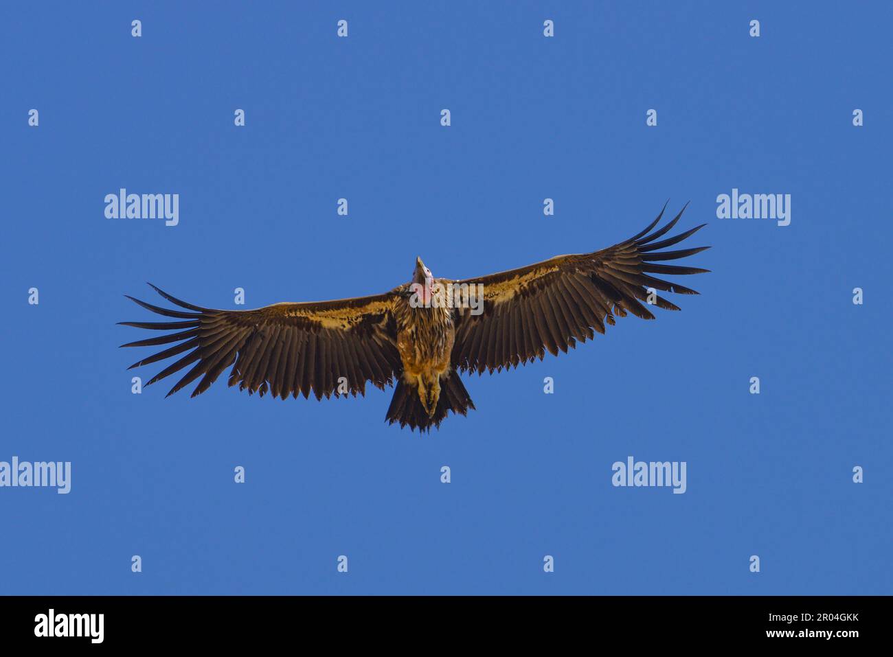 Lappet-faced vulture in flight Maasai Mara Kenya Stock Photo