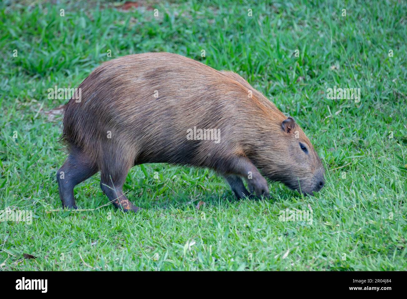 South American capybara rm closeup and selective focus Stock Photo - Alamy
