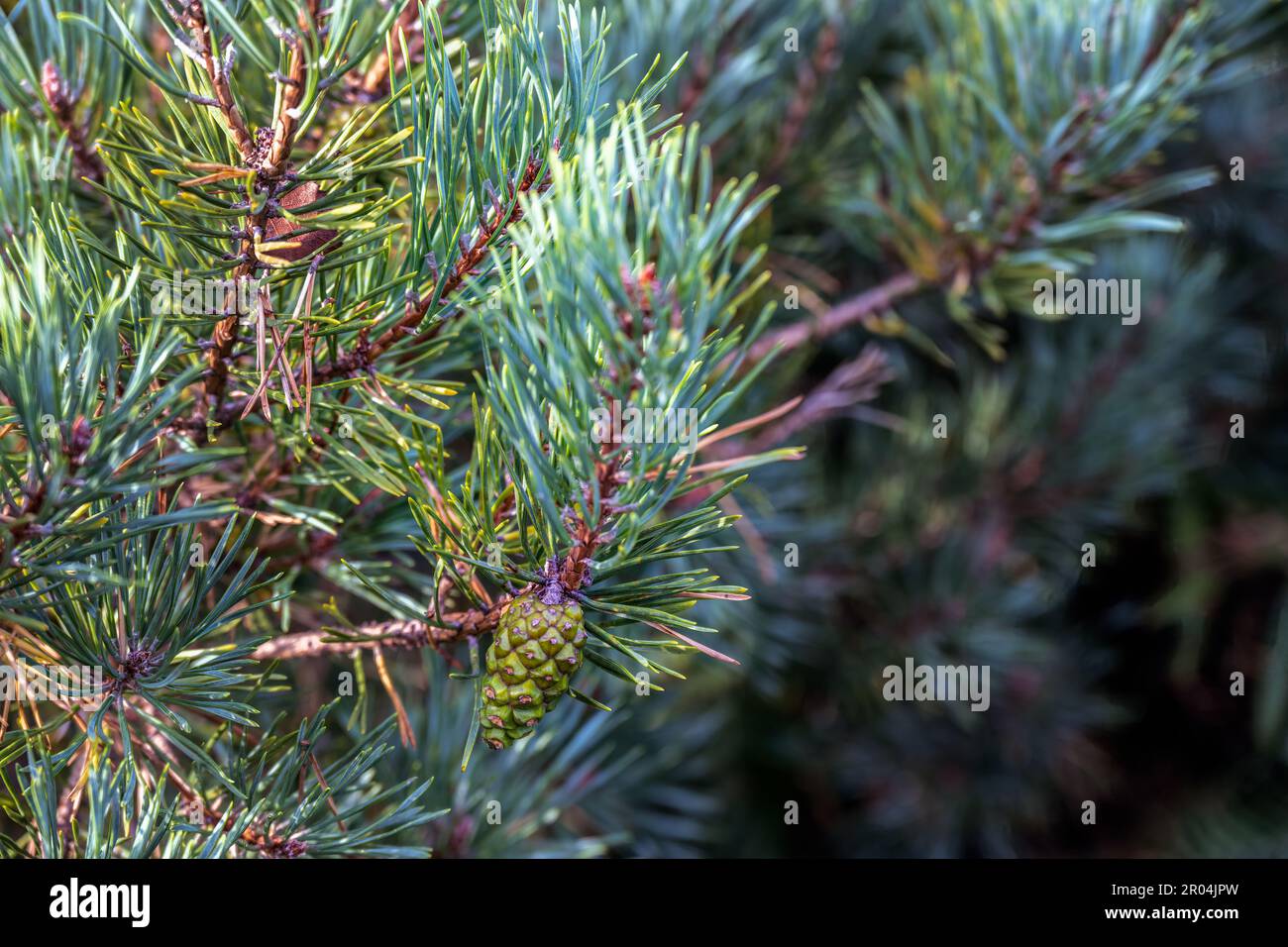 Pinus sylvestris or Scots pine cone growing on the tree in summer, close up Stock Photo