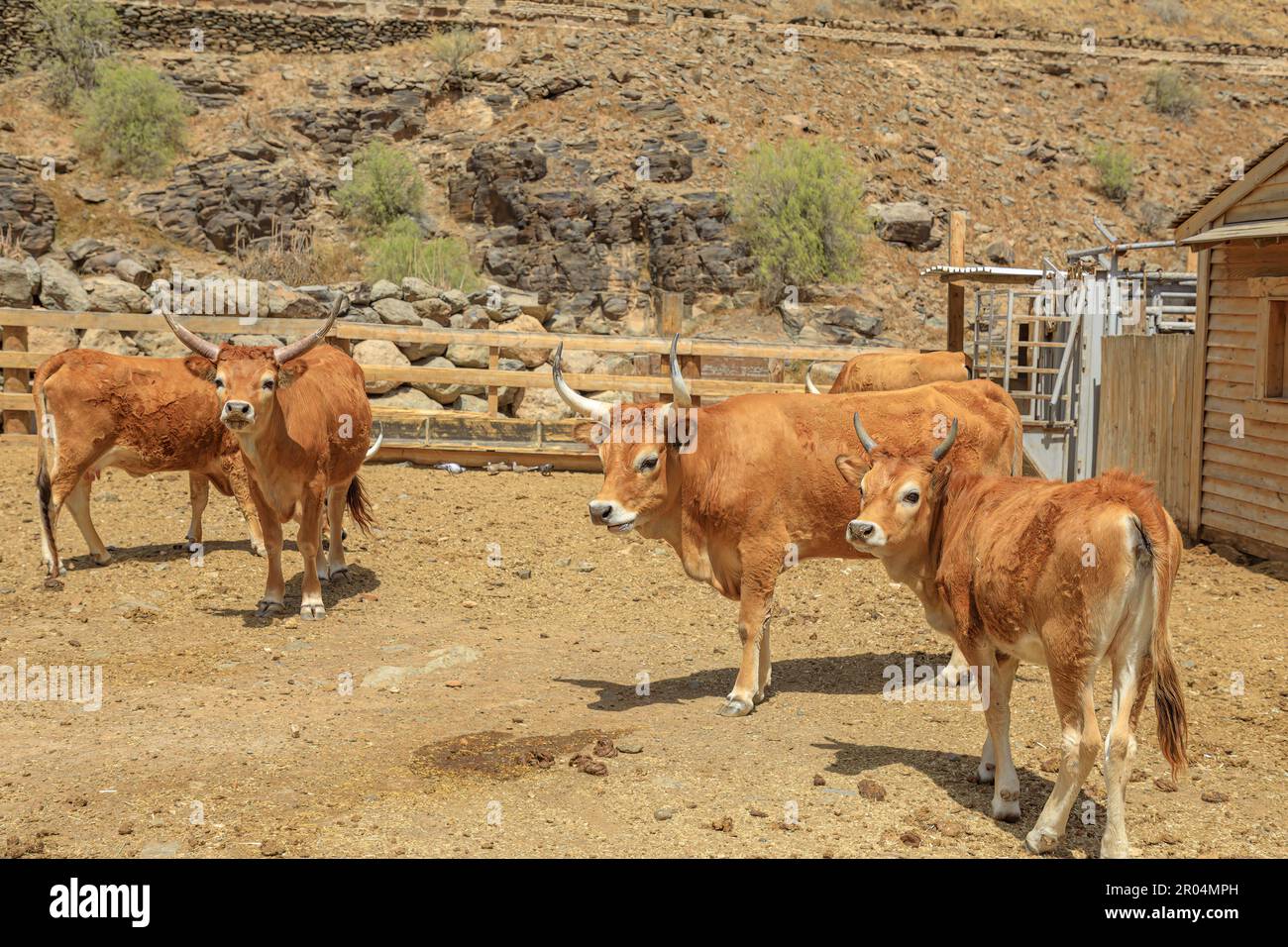 Longhorn beef cattle are distinctive breed of cows played an important
