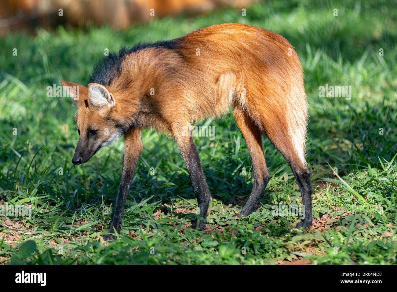 Guará wolf (Chrysocyon brachyurus) one of the rarest wolves in the