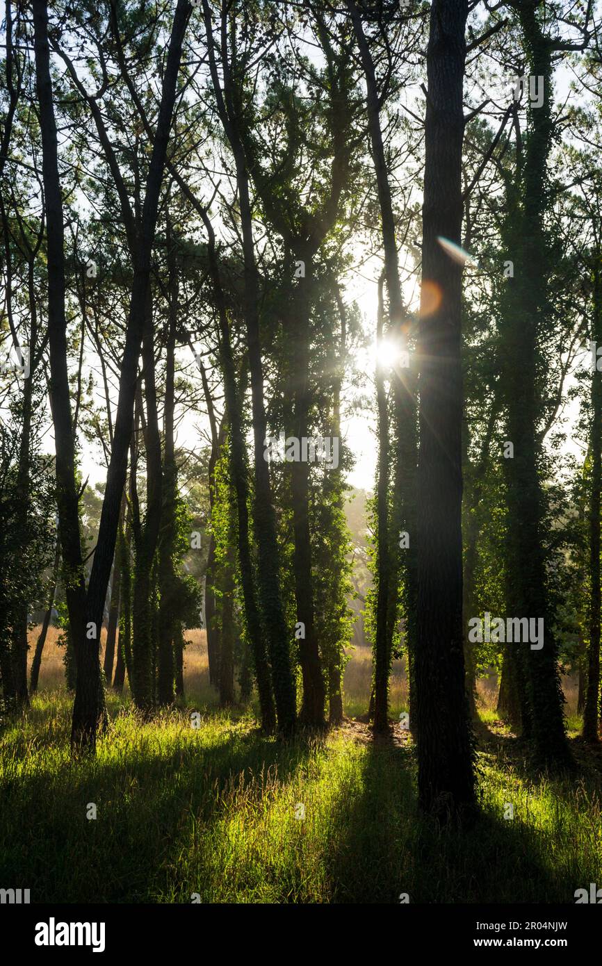 A rays of sunlight passing through the trees of a forest Stock Photo ...