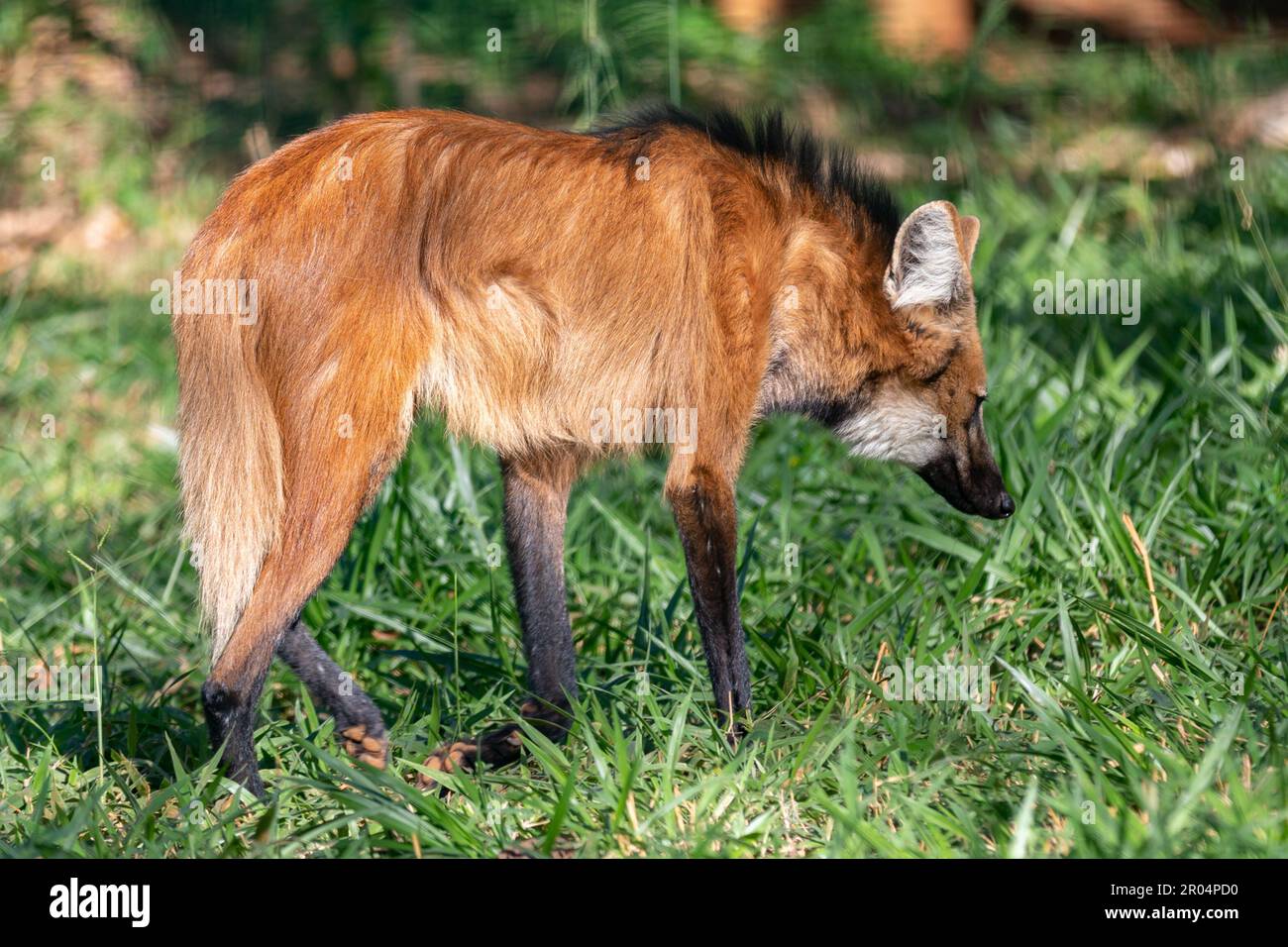 Guará wolf (Chrysocyon brachyurus) one of the rarest wolves in the ...