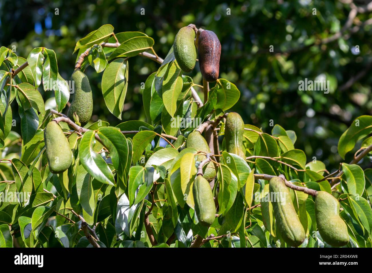 Hymenaea courbaril jatoba tree hi-res stock photography and images - Alamy