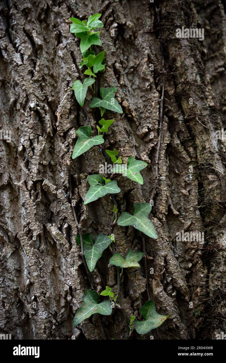 Old English Ivy Vine At Phyllis Mosier Blog