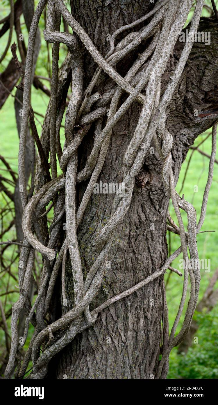 An invasive vine strangles a tree in Virginia, USA Stock Photo Alamy