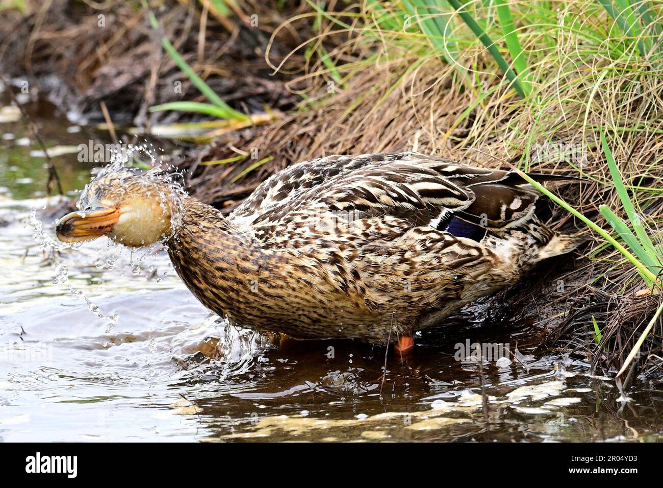 Duck press hi-res stock photography and images - Page 2 - Alamy