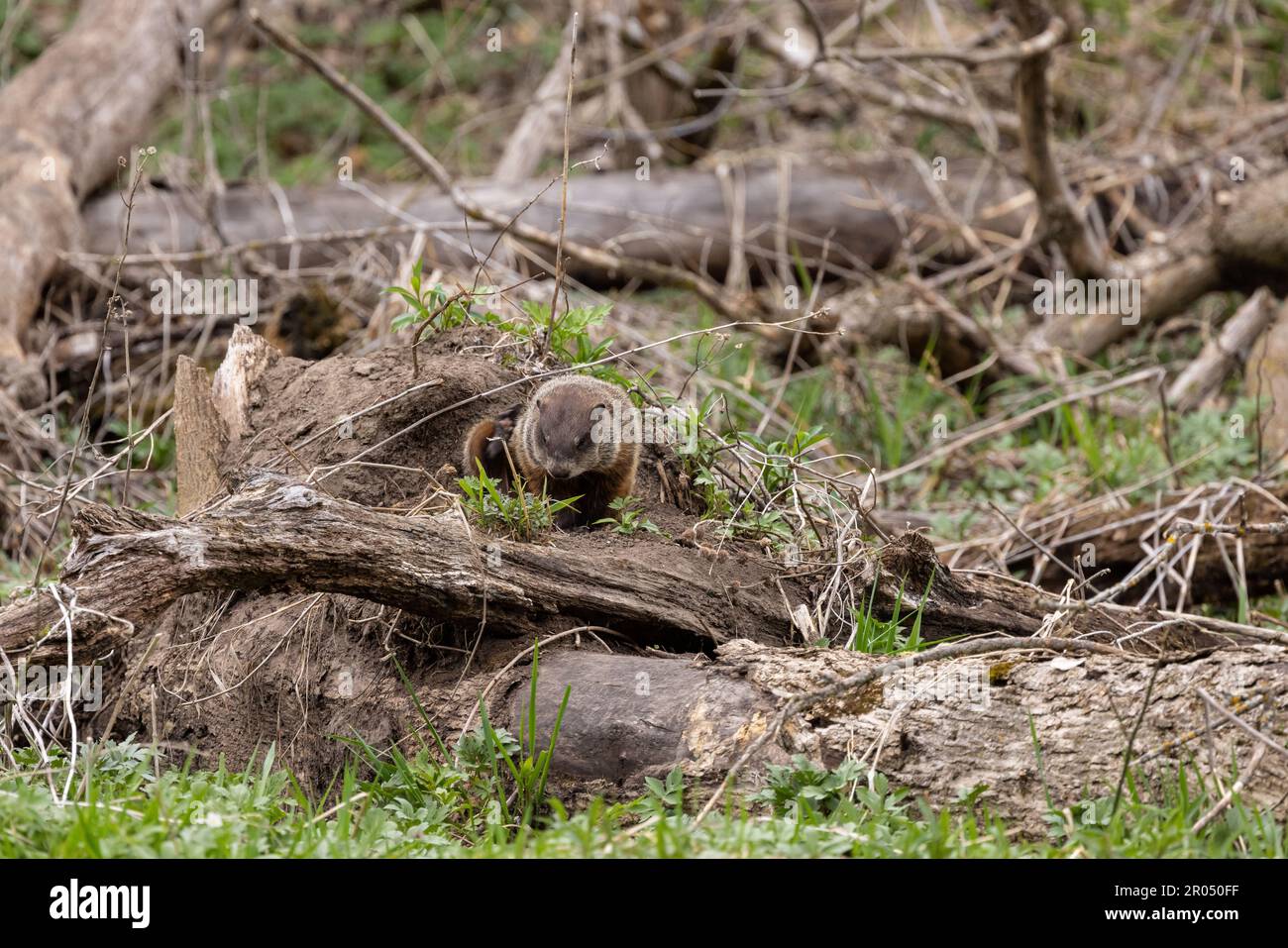 A woodchuck on a down tree in the woods during spring. Stock Photo