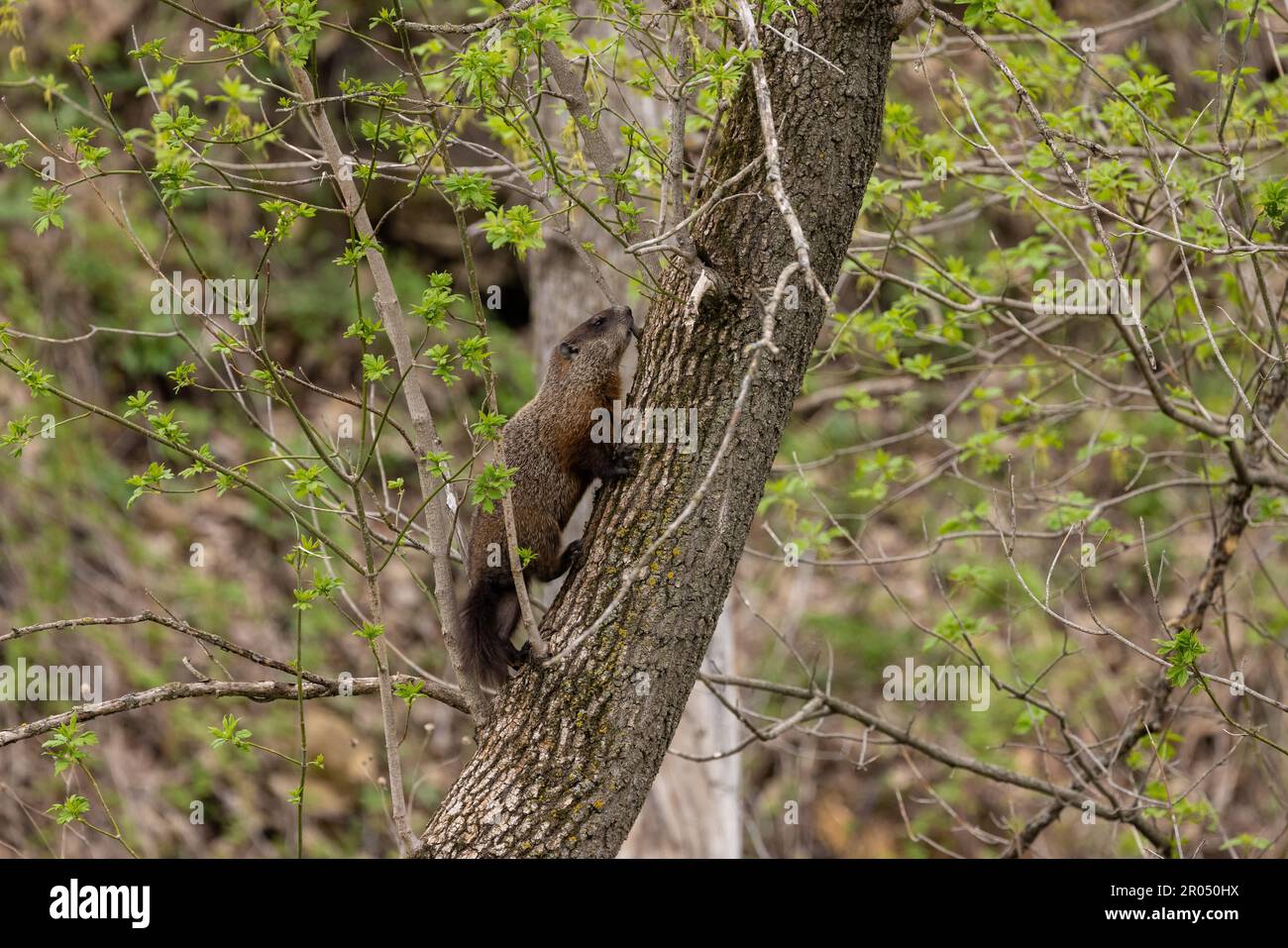 A woodchuck in a tree in the woods during spring. Stock Photo