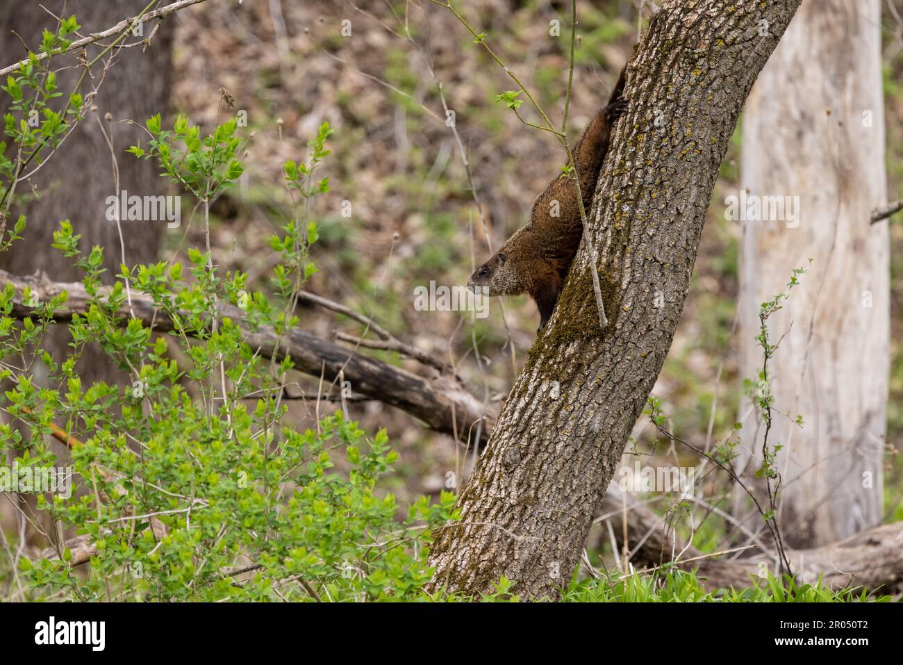 A woodchuck in a tree in the woods during spring. Stock Photo
